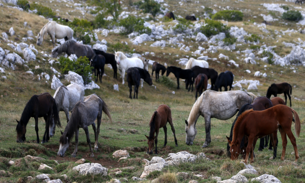 Livno wildhorses grazing